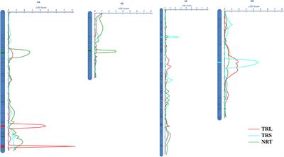 Genome-wide linkage mapping of root system architecture-related traits in common wheat (Triticum aestivum L.)